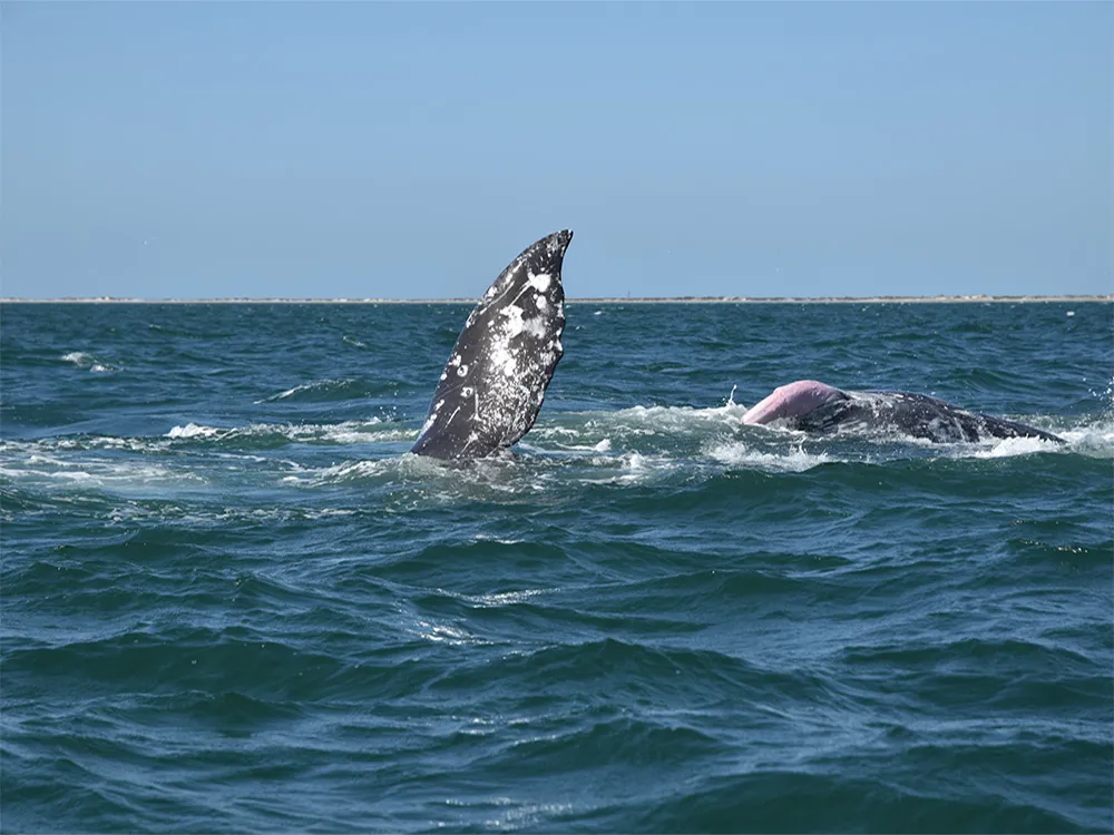 Gray Whales Mating in San Ignacio Lagoon