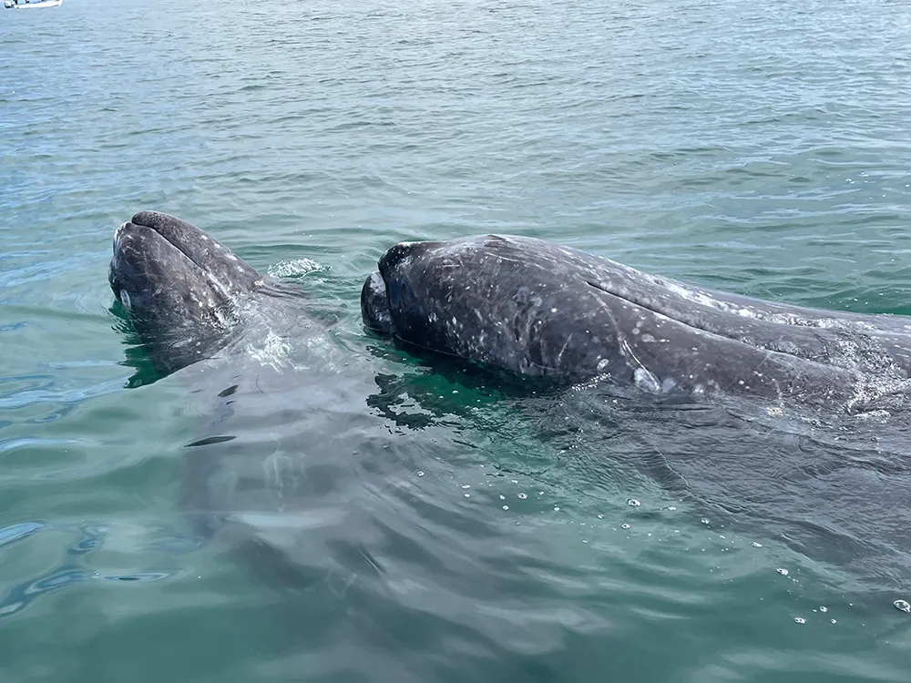 Gray Whale Calf with Mother