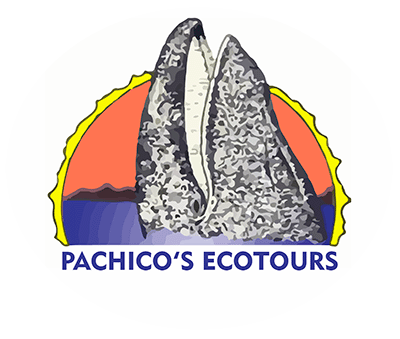 Pachico's Ecotours, Whale watching in San Ignacio Lagoon.